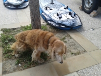 chacun son caddy !